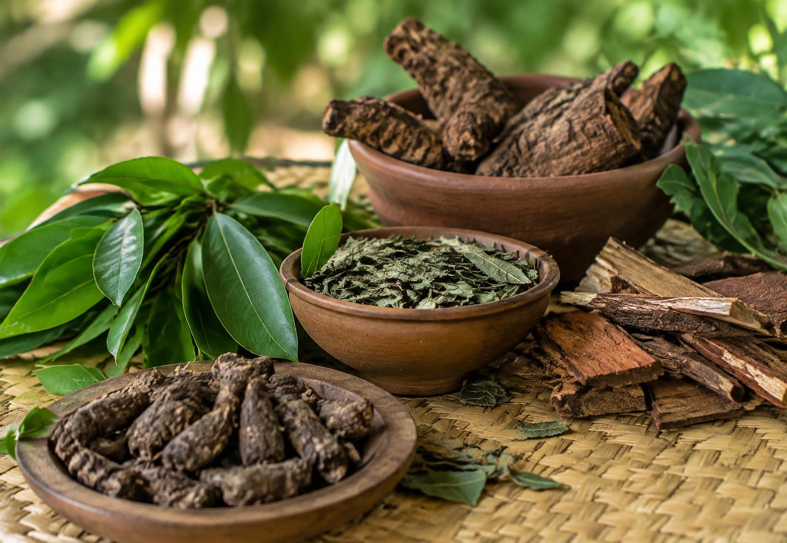 Plantes, racines et écorces de la pharmacopée africaine